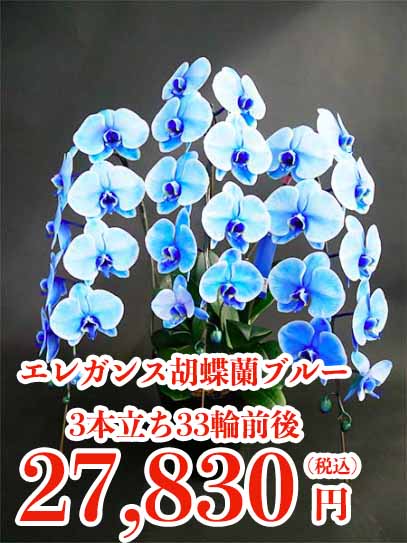 エレガンス胡蝶蘭ブルー3本立ち33輪前後の通販情報 胡蝶蘭バンク