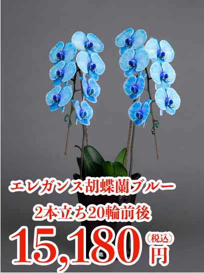 エレガンス胡蝶蘭ブルー2本立ち輪前後の通販情報 胡蝶蘭バンク