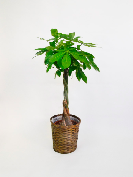 観葉植物パキラ8号サイズ シンプル竹かご鉢入りの通販情報 胡蝶蘭バンク