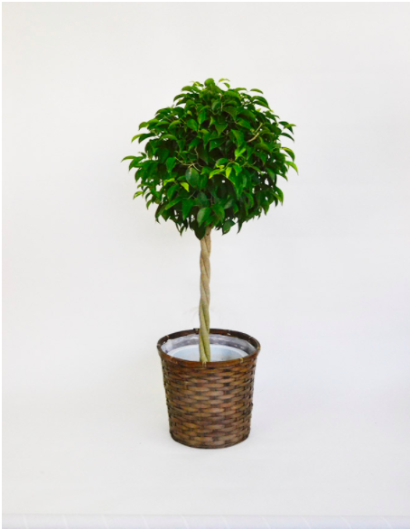 観葉植物ベンジャミン10号サイズ シンプル竹かご鉢入りの通販情報 胡蝶蘭バンク