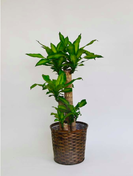 観葉植物ドラセナ マッサンゲアナ 幸福の木 10号サイズ シンプル竹かご鉢入りの通販情報 胡蝶蘭バンク
