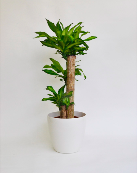 観葉植物ドラセナ マッサンゲアナ（幸福の木）10号サイズ　ラスターポット鉢入りの通販情報 - 胡蝶蘭バンク