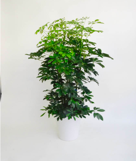 観葉植物カポック シェフレラ 8号サイズ 白陶器鉢入りの通販情報 胡蝶蘭バンク