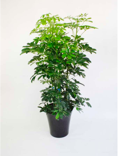 観葉植物カポック シェフレラ 10号サイズ 黒陶器鉢入りの通販情報 胡蝶蘭バンク