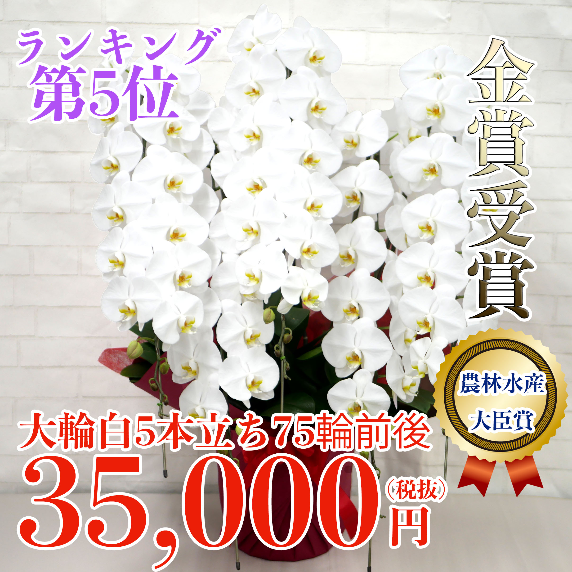 当選祝いの商品一覧 胡蝶蘭バンク