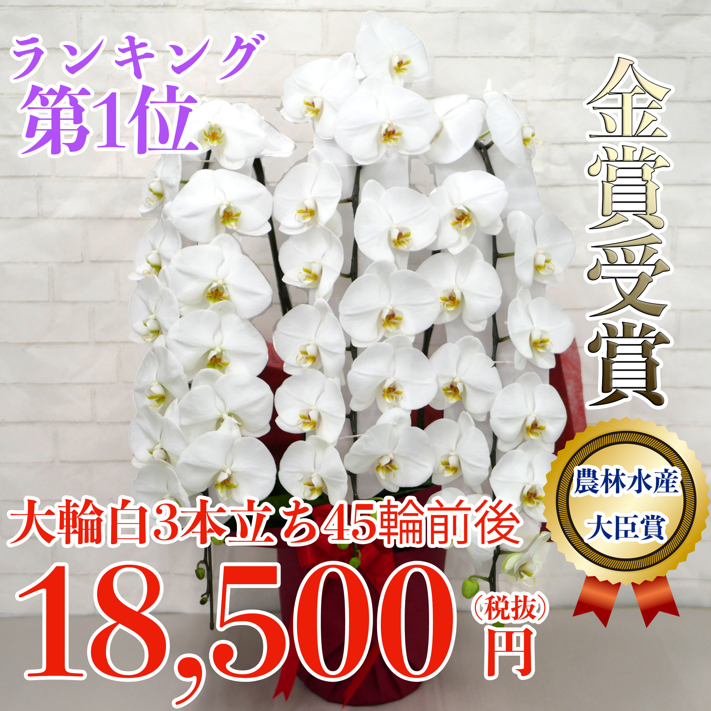 当選祝いの花 胡蝶蘭 Tripwe Com
