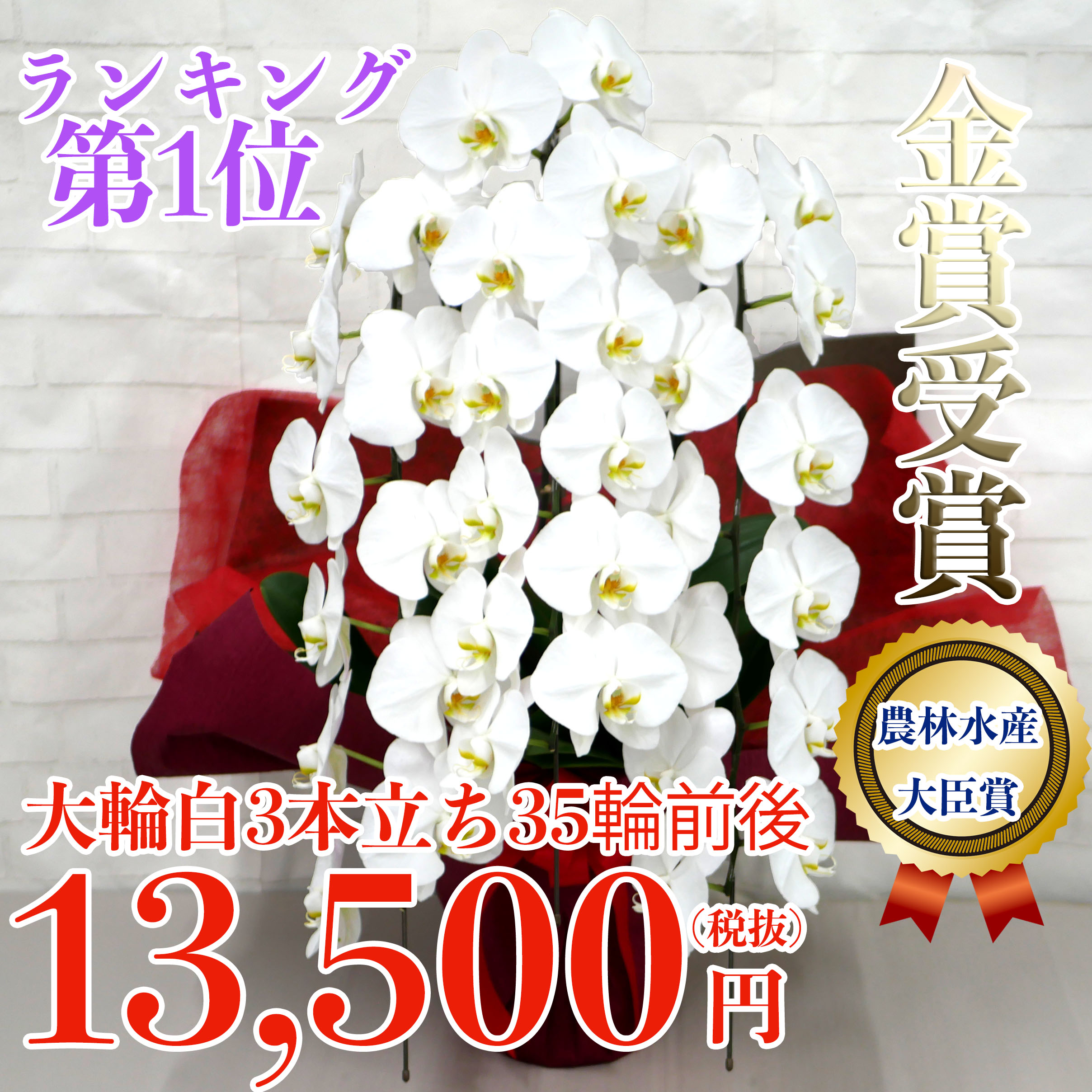 上場祝い 周年記念の商品一覧 胡蝶蘭バンク