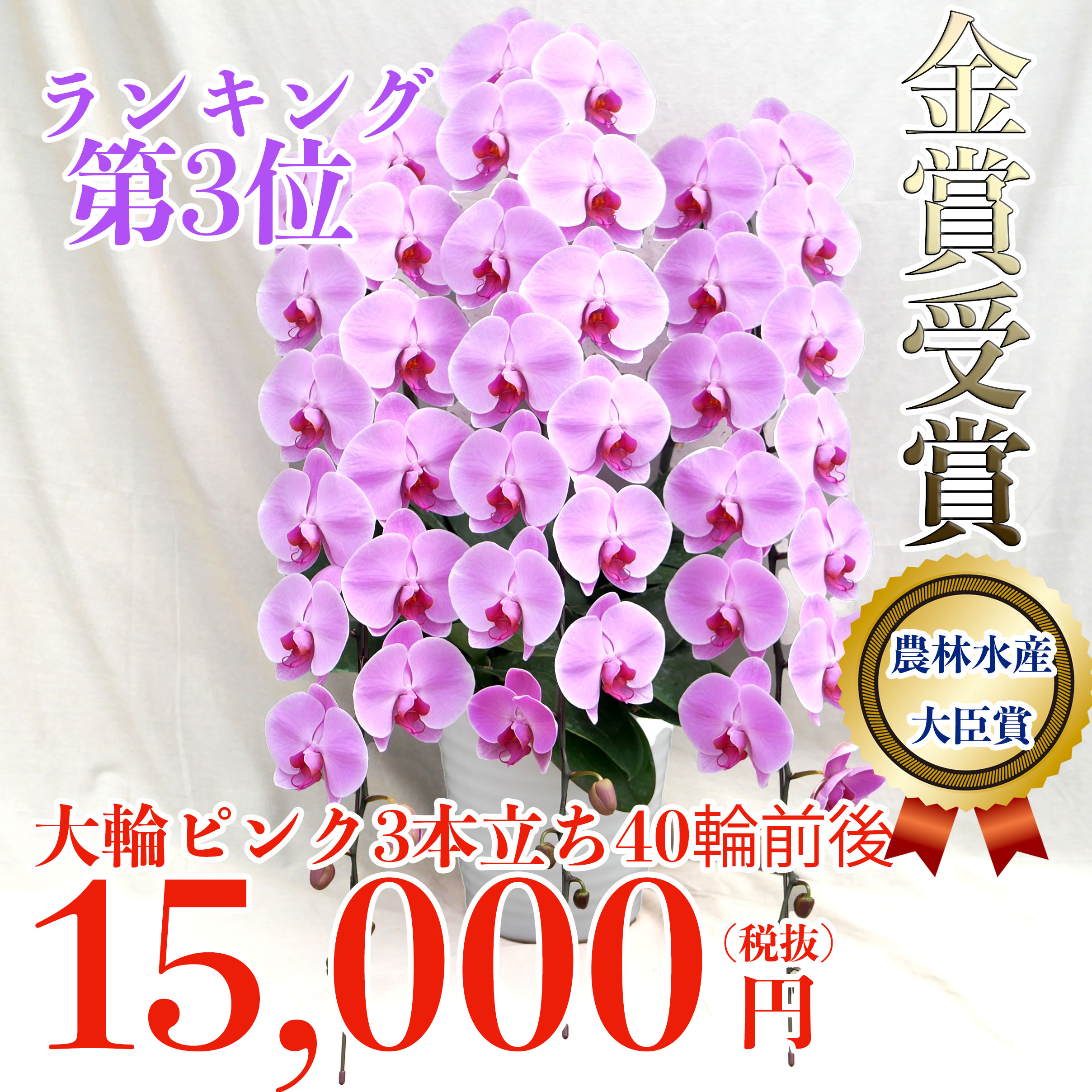 当選祝いの商品一覧 胡蝶蘭バンク