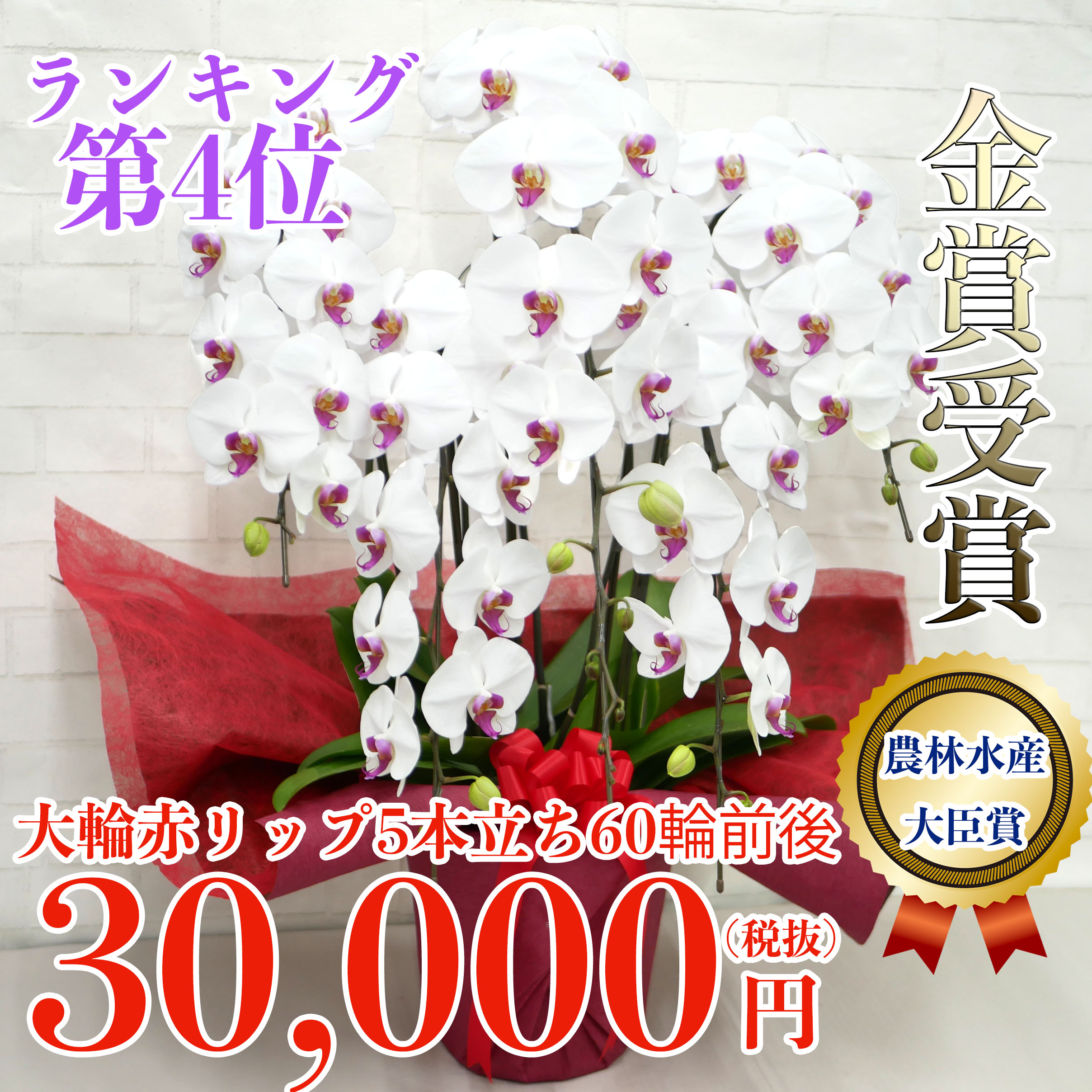 当選祝いの商品一覧 胡蝶蘭バンク