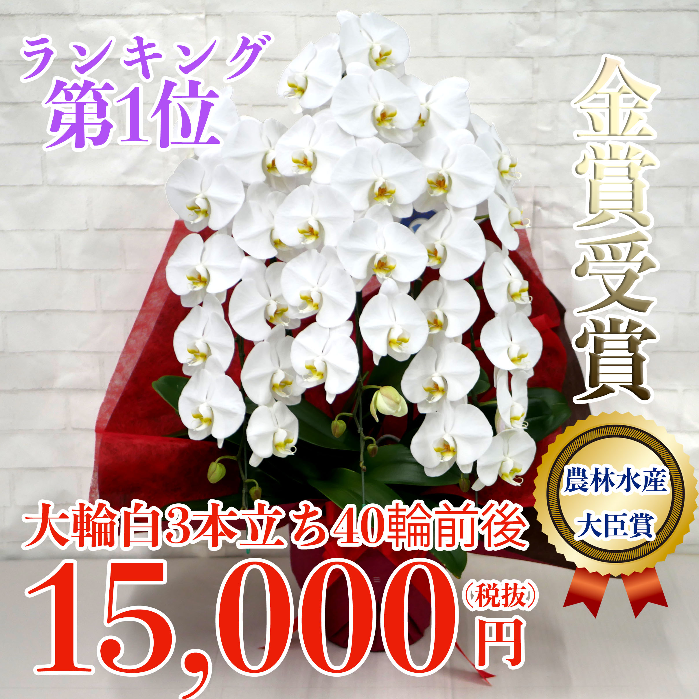 就任 昇進 栄転祝いの商品一覧 胡蝶蘭バンク