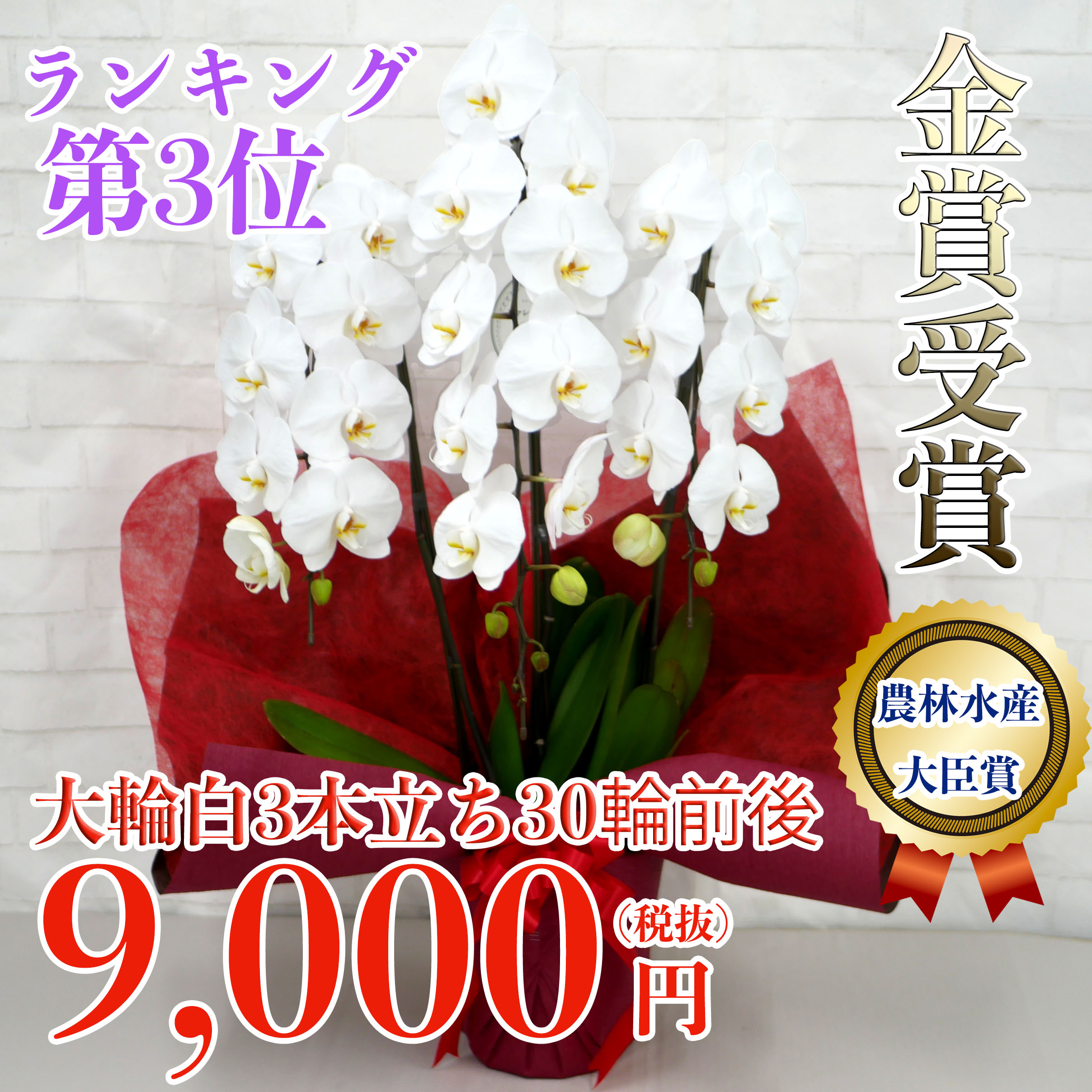 上場祝い 周年記念の商品一覧 胡蝶蘭バンク