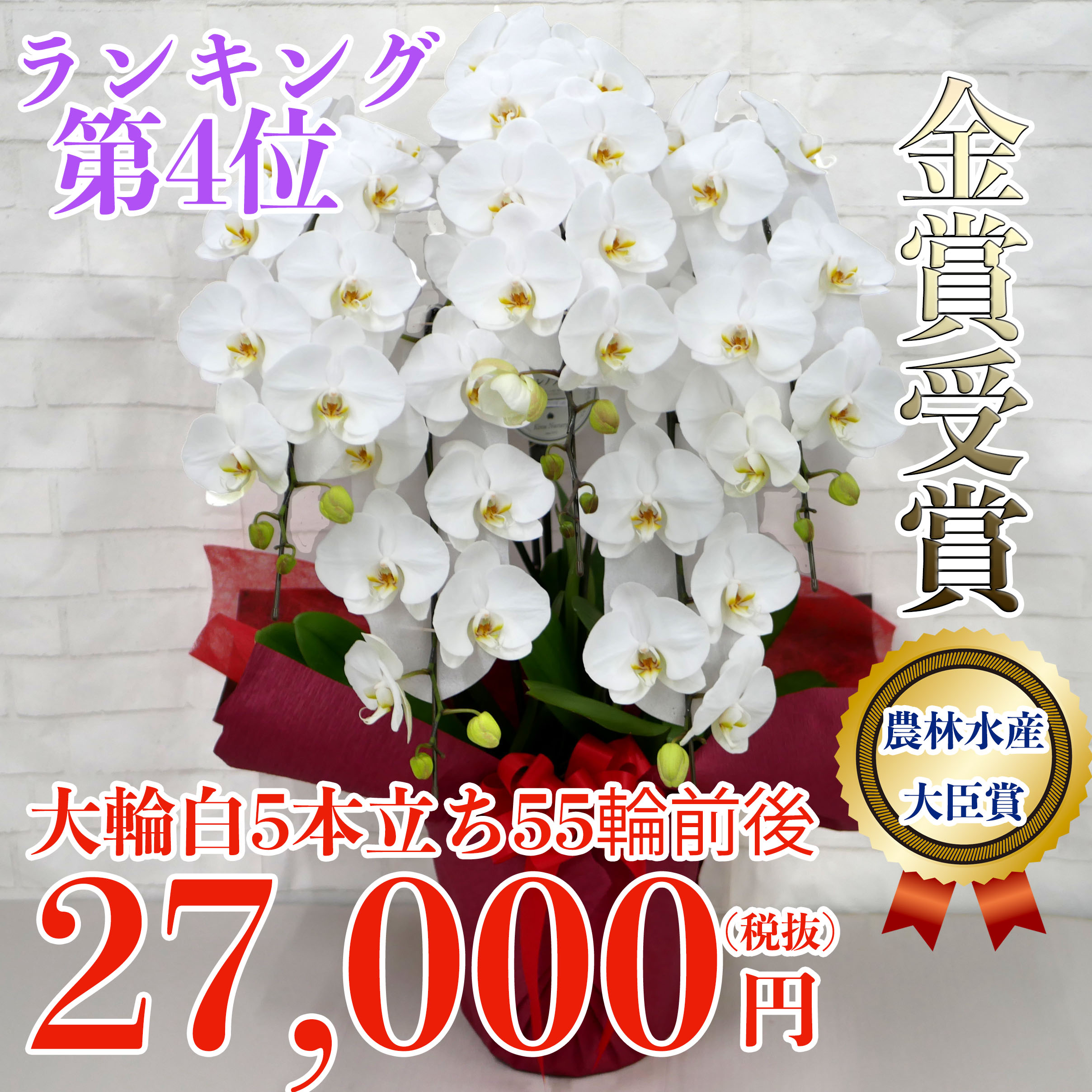 竣工 落成祝いの商品一覧 胡蝶蘭バンク