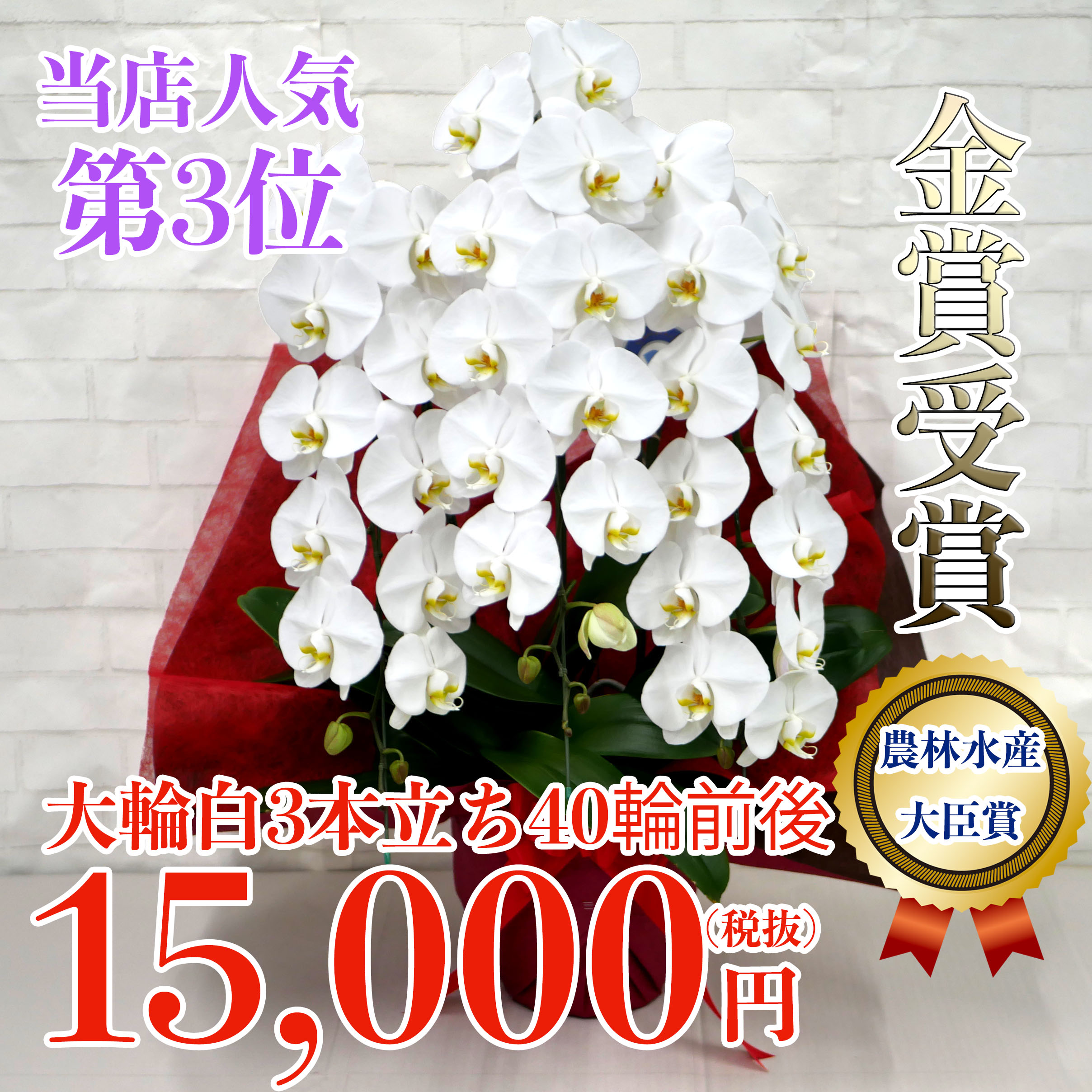 Topページ 胡蝶蘭バンク Topページ 胡蝶蘭バンク